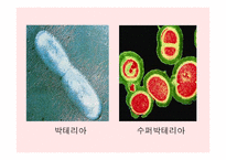 원핵세포와 진핵세포란 무엇인가-7