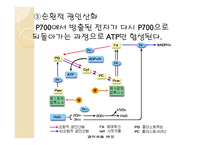 광합성 정의 - 장소, 영향을 미치는 조건, 호흡과 비교 -14