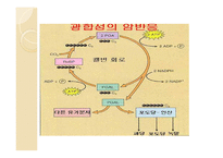 광합성 정의 - 장소, 영향을 미치는 조건, 호흡과 비교 -16