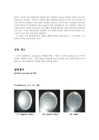 [생물학]분자생물학실험-2