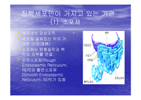 [미생물학] 진핵 세포와 원핵 세포의 차이-10