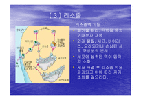 [미생물학] 진핵 세포와 원핵 세포의 차이-12