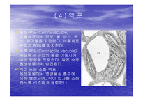 [미생물학] 진핵 세포와 원핵 세포의 차이-13