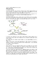 [실험] 유전자 클로닝-2