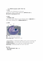 [공학]진핵세포와 원핵세포의 구조와 기능-3