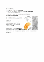 [공학]진핵세포와 원핵세포의 구조와 기능-5