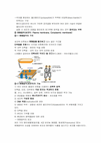 [공학]진핵세포와 원핵세포의 구조와 기능-7