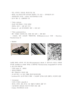 세균(박테리아) - 광합성 세균류,질소고정 박테리아,무기영양세균(Lithotrophs),메탄 산화 박테리아,Methanogens 등-4