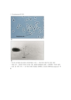 세균(박테리아) - 광합성 세균류,질소고정 박테리아,무기영양세균(Lithotrophs),메탄 산화 박테리아,Methanogens 등-8