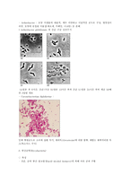 세균(박테리아) - 광합성 세균류,질소고정 박테리아,무기영양세균(Lithotrophs),메탄 산화 박테리아,Methanogens 등-16