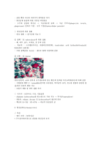 세균(박테리아) - 광합성 세균류,질소고정 박테리아,무기영양세균(Lithotrophs),메탄 산화 박테리아,Methanogens 등-18