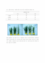 온도와 빛의 밝기가 벼의 성장에 미치는 영향 관찰-7