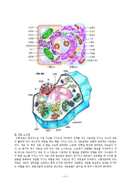 [교육공학] 교수법 시뮬레이션 방법-게임법(식물 세포와 동물 세포 차이점과 세포의 기능)-9