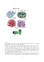 [교육공학] 교수법 시뮬레이션 방법-게임법(식물 세포와 동물 세포 차이점과 세포의 기능)-10