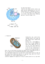 [교육공학] 교수법 시뮬레이션 방법-게임법(식물 세포와 동물 세포 차이점과 세포의 기능)-11