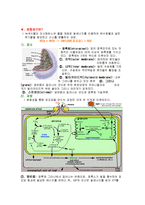 식물형태학 - C3와 C4식물의 형태학적 차이-1