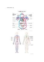 인체 구조와 기능 이해-8