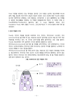 프로이드의 심리성적 발달이론(마음의 구조, 성격의 구조, 방어기제, 심리성적 성격발달단계, 프로이드이론의 평가)-3