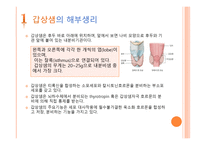 내분비계 갑상샘 Thyroid-4